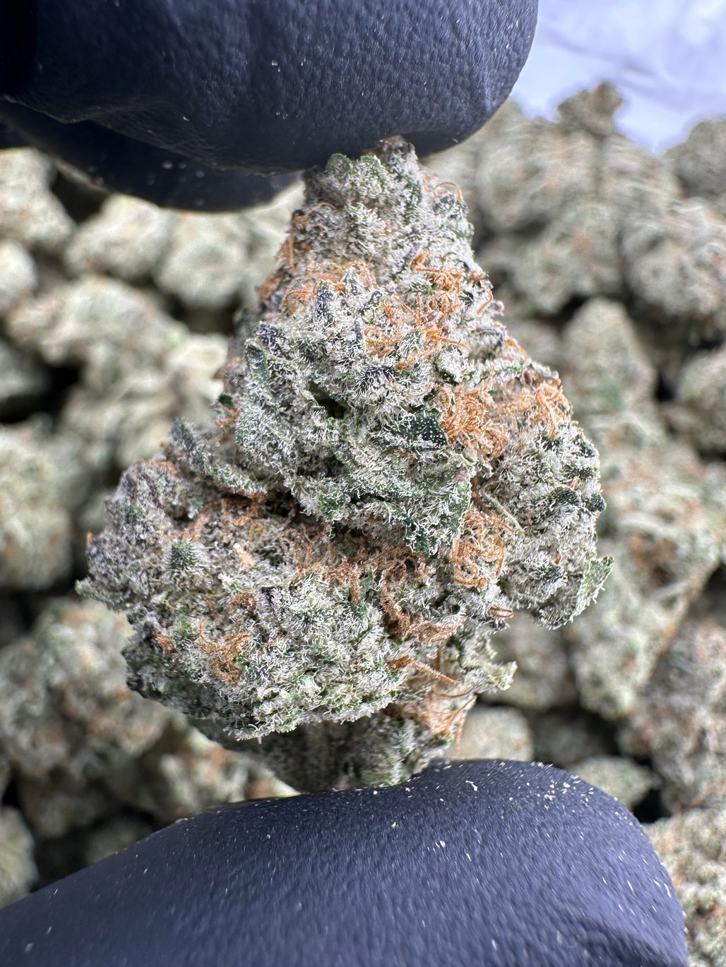 Biscotti