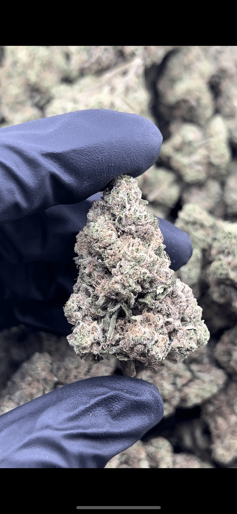 Lemon Cherry Sherbet